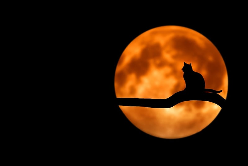 Moonlit Ceremony